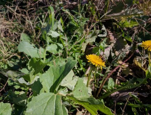 Wild, winter gardening