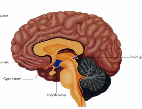 Hacking the Suprachiasmatic Nucleus for Better Sleep, Easing Depression, and a Happier Heart