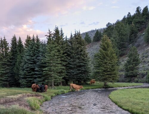 July Joy – Summertime in the Mountains